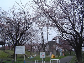 お花見は長岡市の今宮公園です エクステリア工房 庭匠館 長岡店